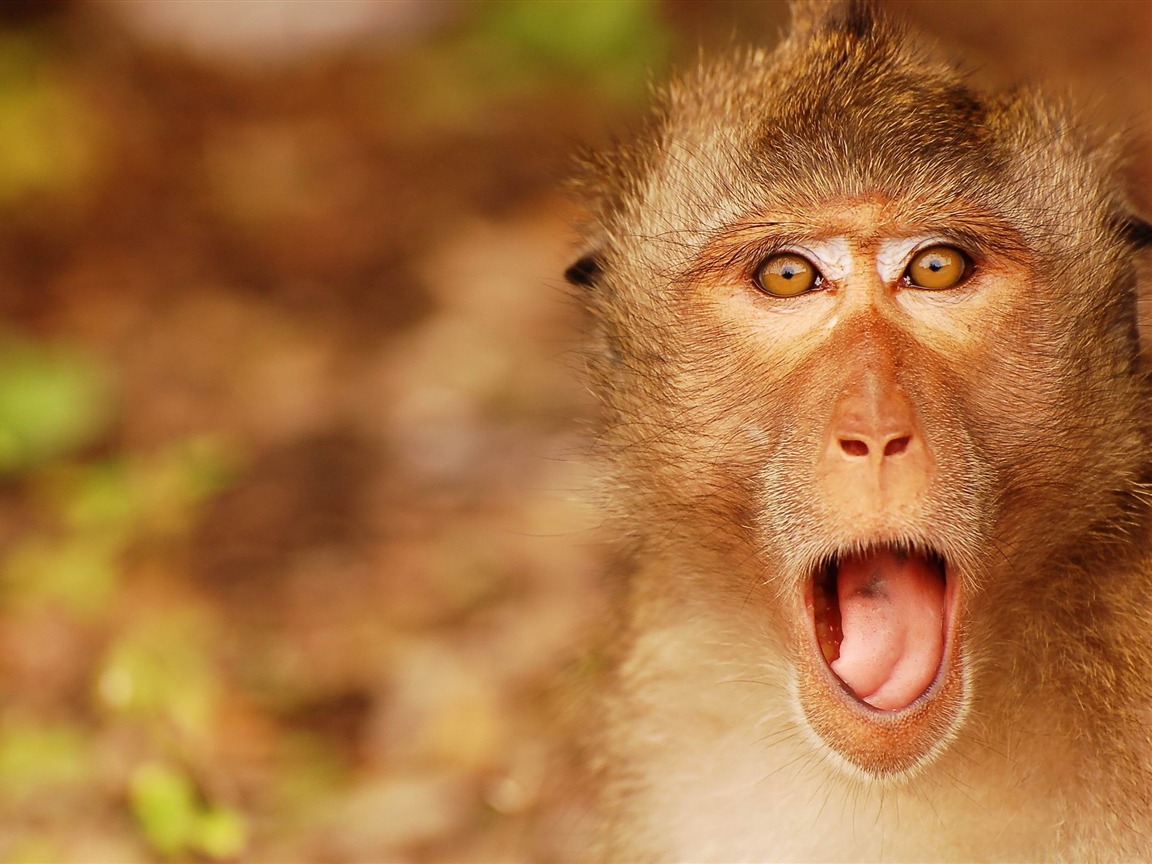 Funny Monkey Face-High Quality HD Wallpaper Preview | 10wallpaper.com