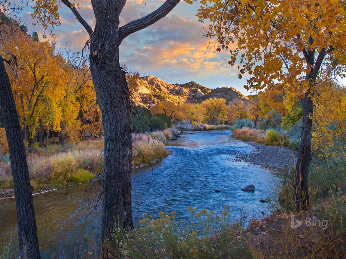 New Mexico Cottonwood trees in autumn 2017 Bing Wallpaper Preview