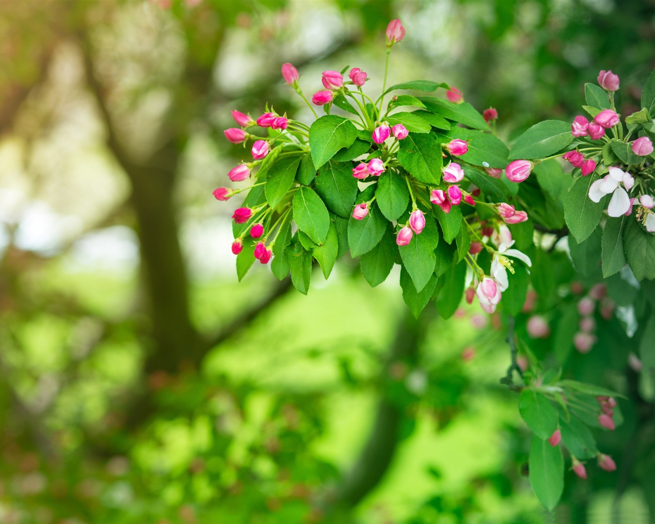 春の花 写真の壁紙プレビュー 10wallpaper Com