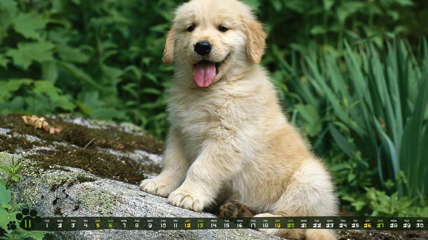 かわいい犬 11年11月 Calendarデスクトップ壁紙プレビュー 10wallpaper Com