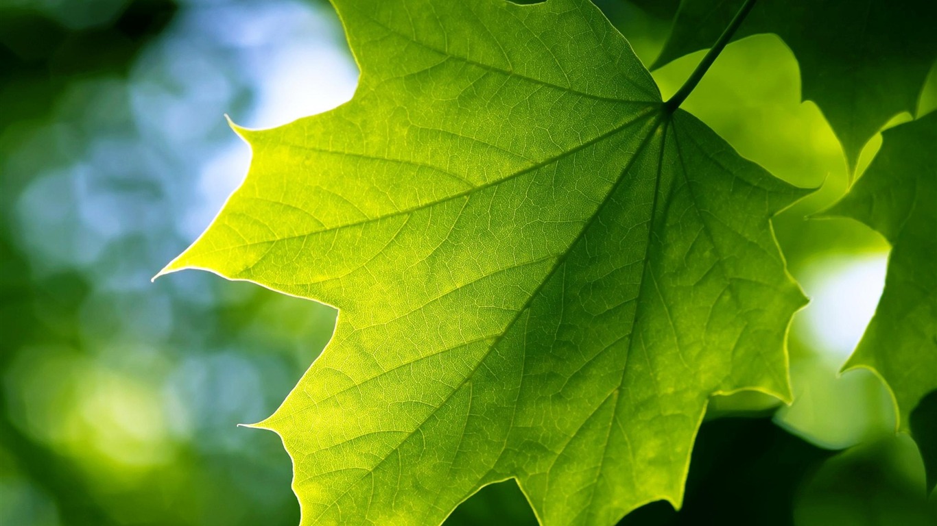 緑色の葉 植物のマクロ写真撮影の壁紙プレビュー 10wallpaper Com 緑色の葉 植物のマクロ写真撮影の壁紙プレビュー 10wallpaper Com
