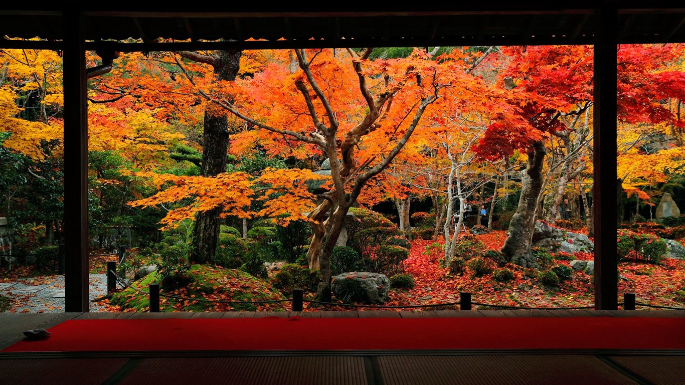 すべての美しい花の画像 ベストpc 壁紙 19x1080 秋