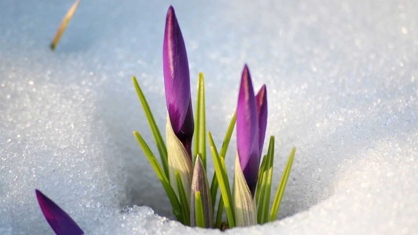 雪花莲雪地 鲜花摄影壁纸预览 10wallpaper Com 雪花莲雪地 鲜花摄影壁纸预览 10wallpaper Com