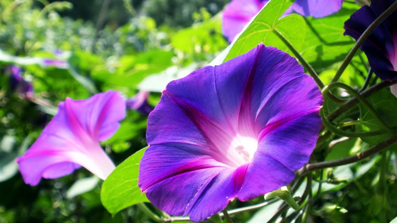 Morning Glory Flower Photography Wallpaper 04 Preview 10wallpaper Com