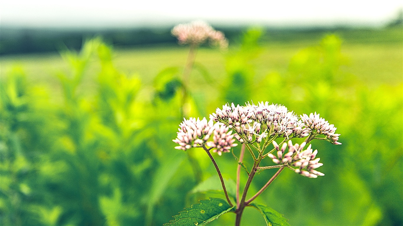 美瑛 北海道 日本 2019 自然 花卉 照片预览 10wallpaper Com