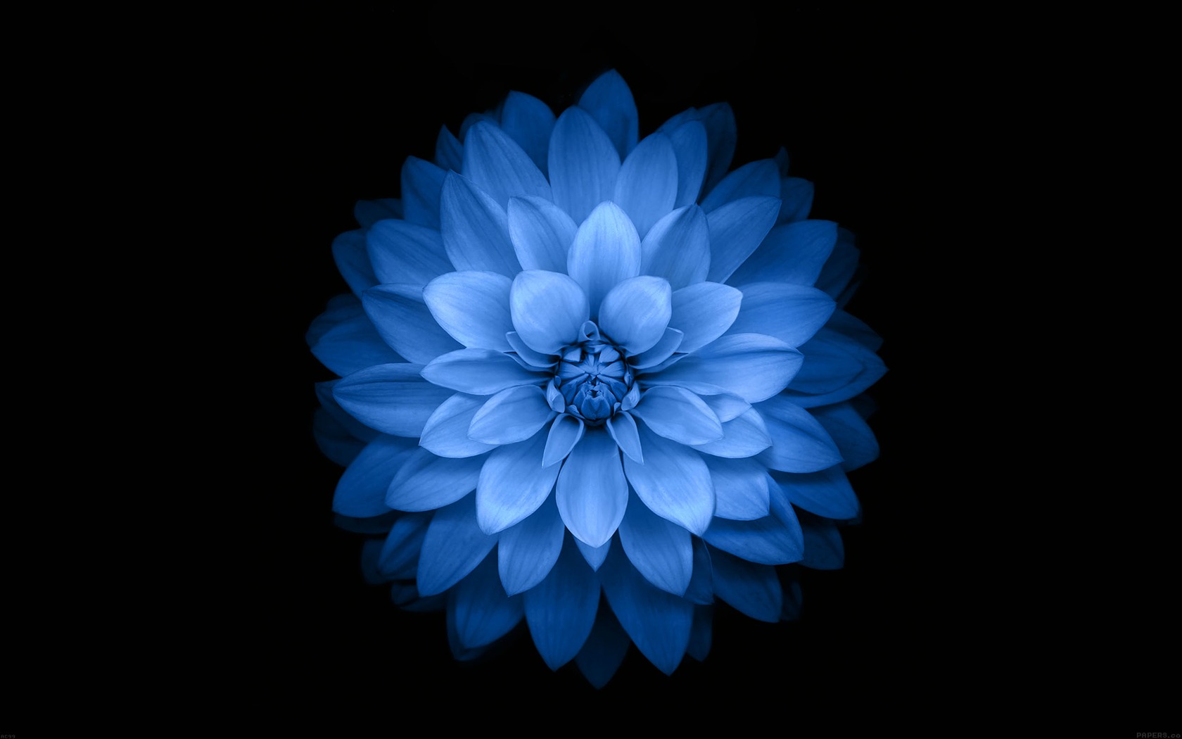 藍蓮花 蘋果ios8 Iphone6 Plus高清壁紙預覽 10wallpaper Com