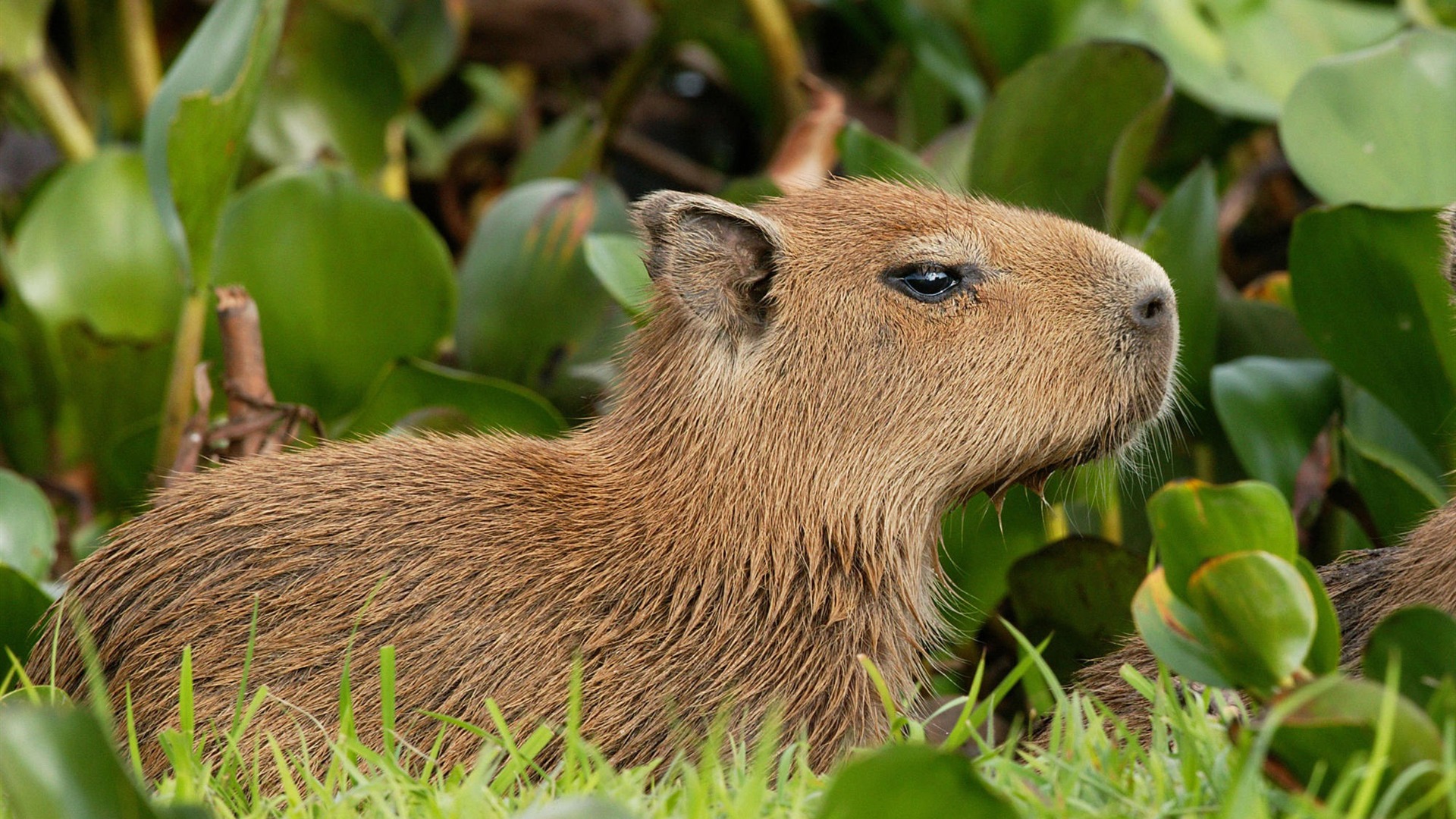 カピバラベネズエラ 自然 野生動物の壁紙の注目プレビュー 10wallpaper Com