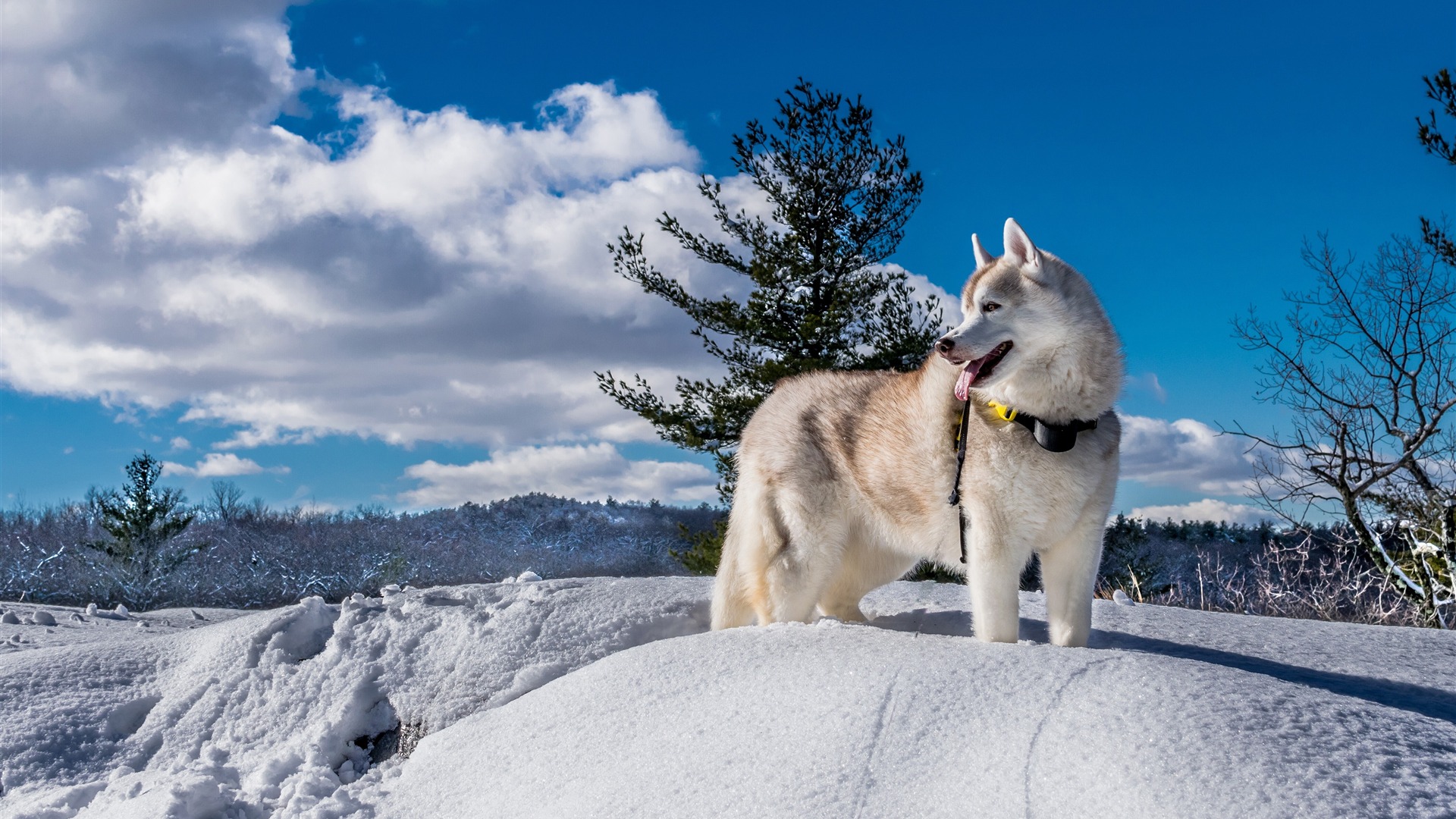 冬 かわいい ハスキー 犬 雪 森林プレビュー 10wallpaper Com