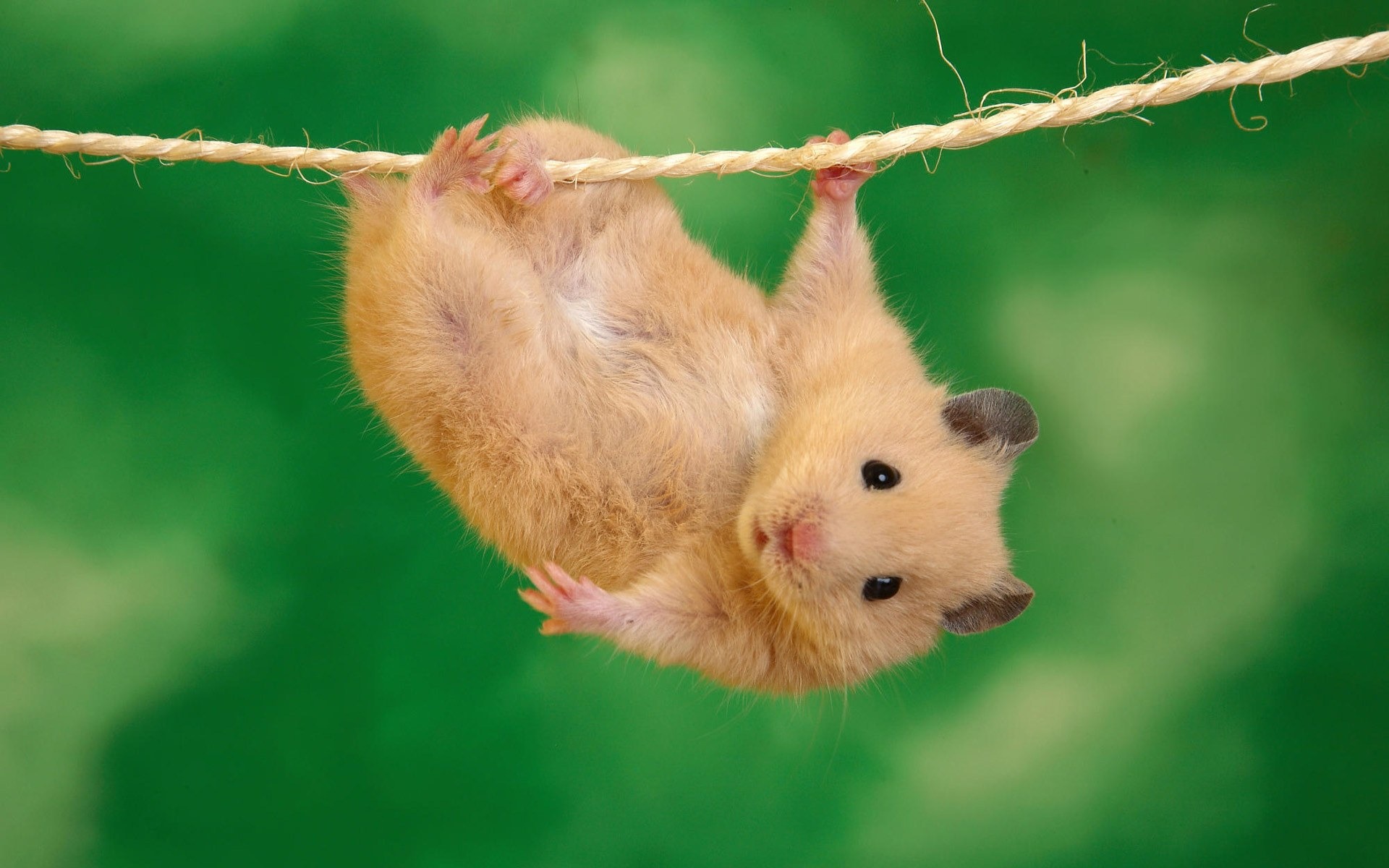 Small Hamsters Funny Animal Wallpaper Preview 10wallpaper Com