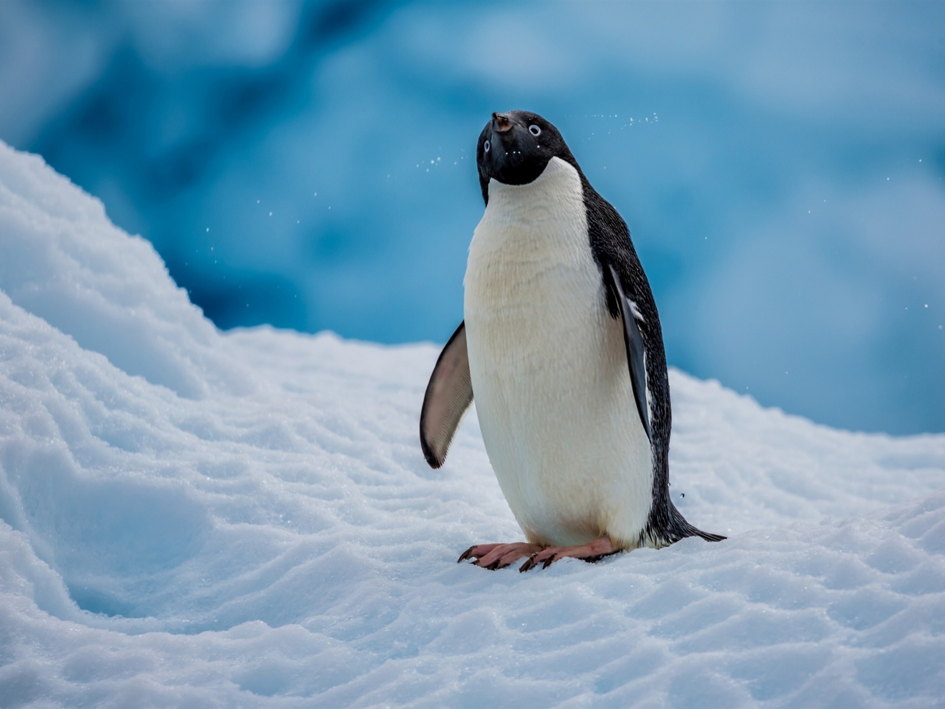 Antarctica King Penguins Animal HD Wallpaper Preview | 10wallpaper.com