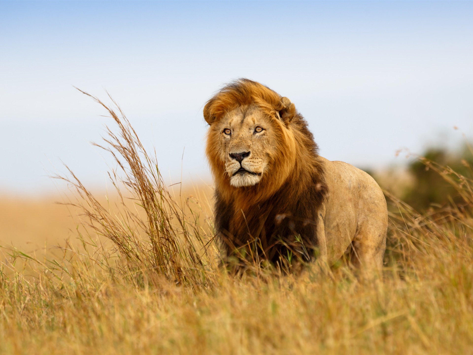 Lion Savanna Animal High Quality Wallpaper Preview 10wallpaper Com