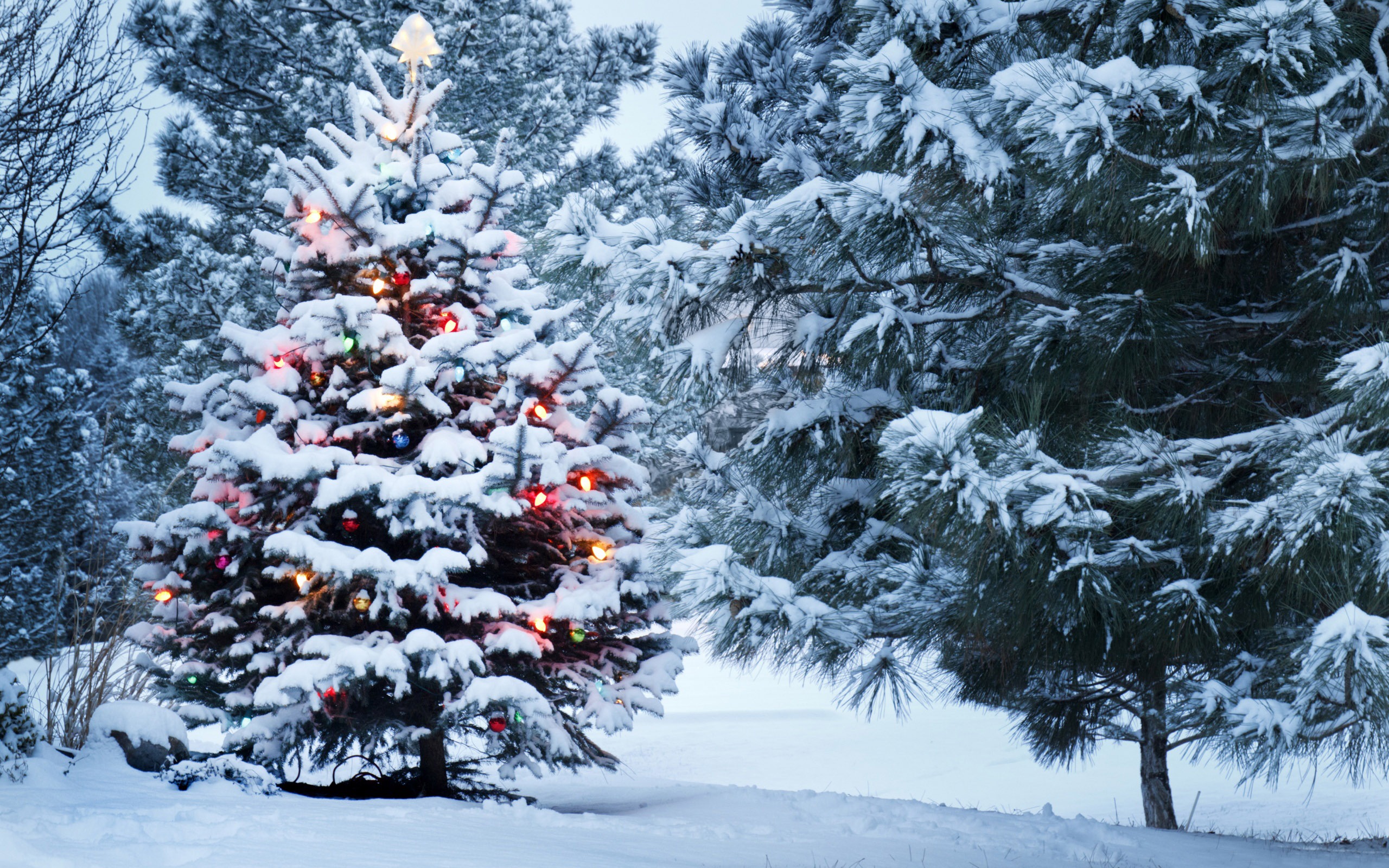 美しいクリスマスツリー 16 メリークリスマス壁紙プレビュー 10wallpaper Com