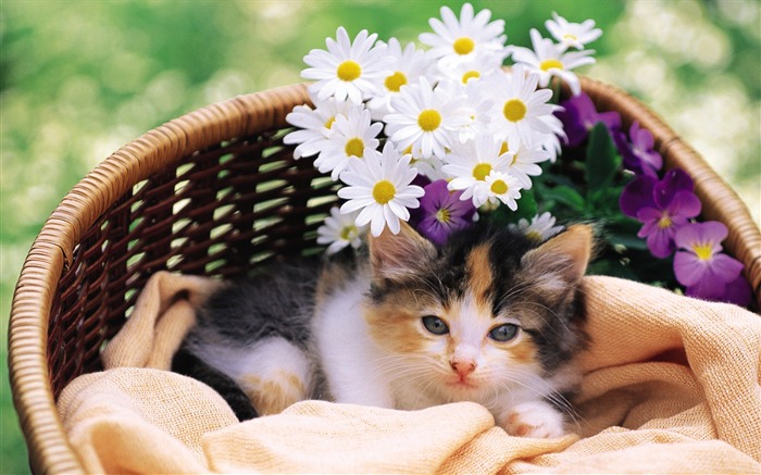 裏庭のかわいい子猫アルバムリスト ページ 1 10wallpaper Com
